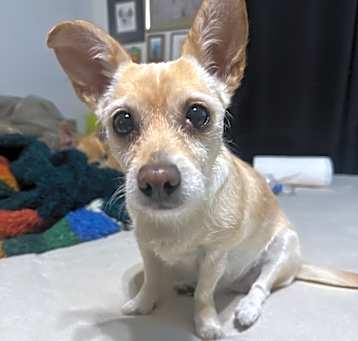Photo of Piper