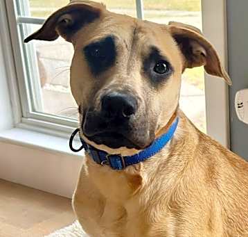 Photo of Scooby