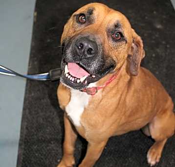 Photo of Rascal