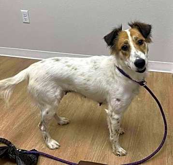 Photo of Poppy (TX)