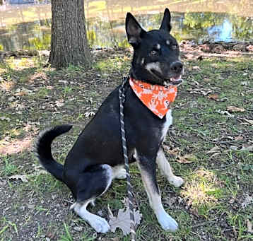 Photo of Tucker *CL*