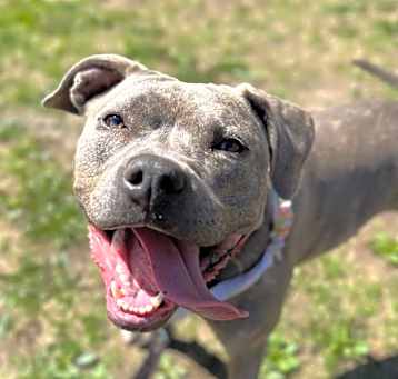 Photo of Cookie