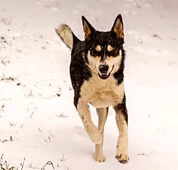 Photo of Russell Roo The Husky Lover’s Dream