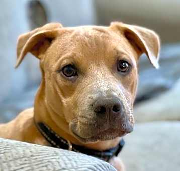 Photo of Peanut Butter