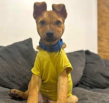 Photo of Oscar
