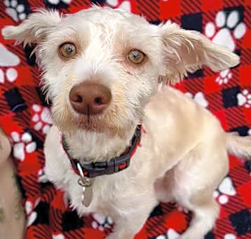 Photo of Coco
