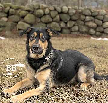 Photo of Maverick