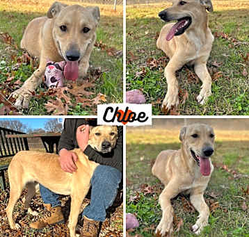 Photo of Chloe