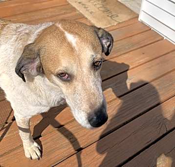 Photo of Bailey