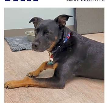 Photo of Belle (fka Beauty)