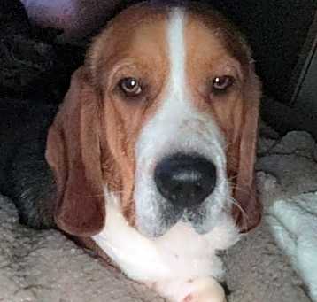 Photo of Remi