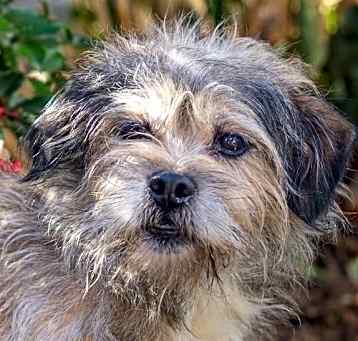 Photo of Scruffy Guy Gilly