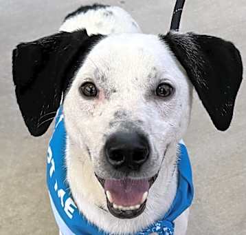 Photo of North Factor IN FOSTER, HOUSE TRAINED & good with cats & kids!