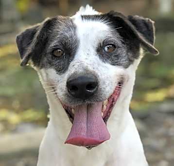 Photo of Tippy Schultz - HOUSE TRAINED - IN FOSTER