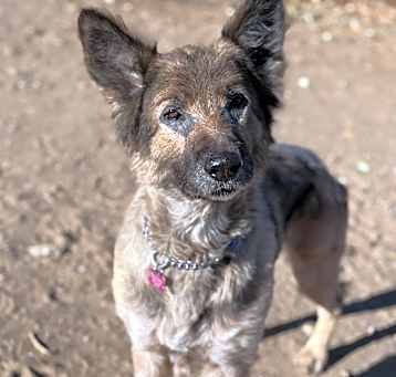 Photo of Rusty