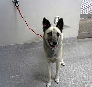 Photo of RHUBARB
