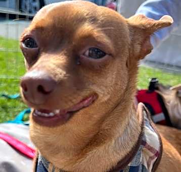 Photo of Cookie
