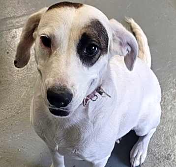 Photo of Punkie Doodle