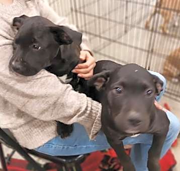 Photo of Bird puppies