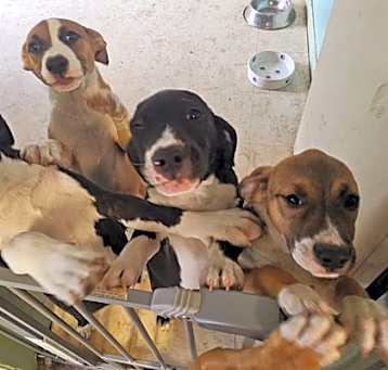 Photo of Hound mix puppies