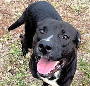 Photo of Bandit