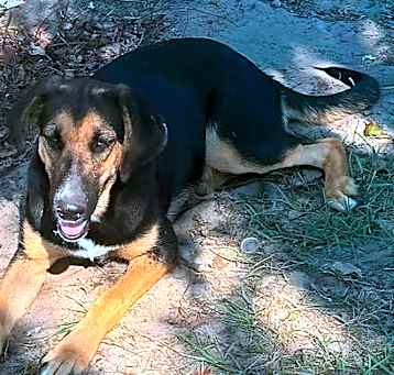 Photo of Shiloh