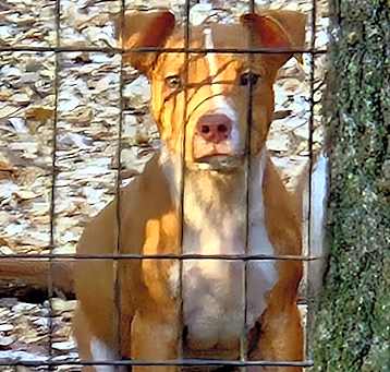 Photo of Staffy Pups