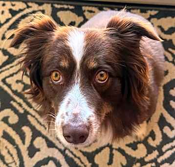 Photo of Josie