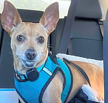 Photo of Brownie