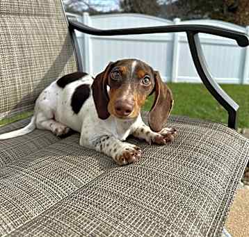 Photo of Alfred