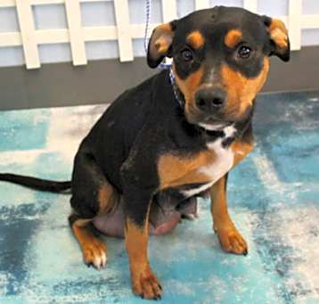 Photo of Sassy URGENT GONNA DIE!