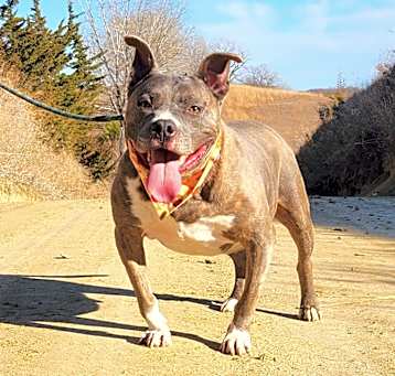 Photo of Diesel