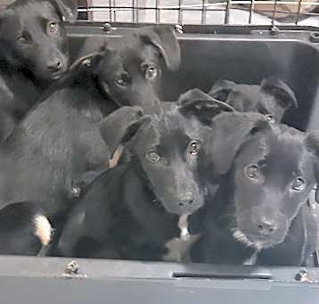 Photo of BLACK LAB BABY GIRLS