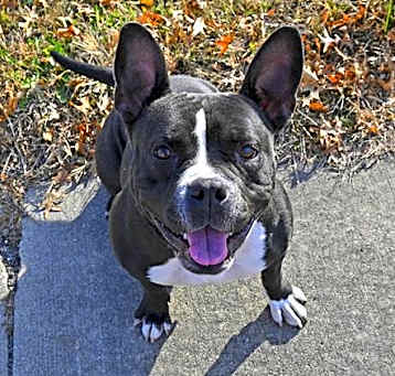 Photo of MOZZIE