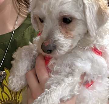Photo of Prince