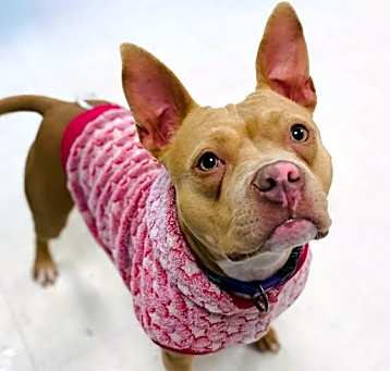 Photo of Meesha