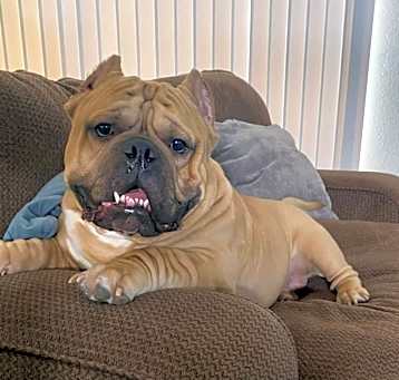 Photo of Tyson