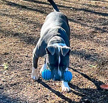 Photo of Luna