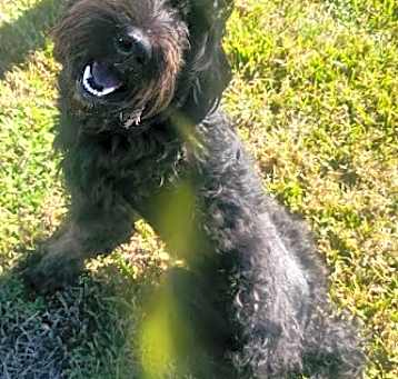 Photo of Ember
