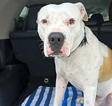 Photo of Axel