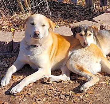 Photo of Shasta