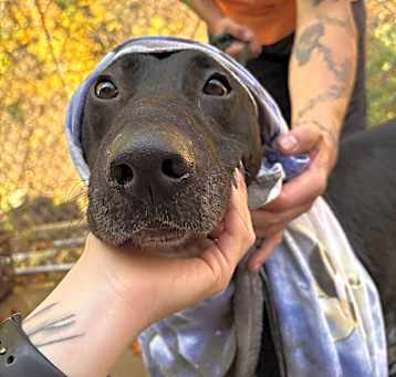 Photo of Beau