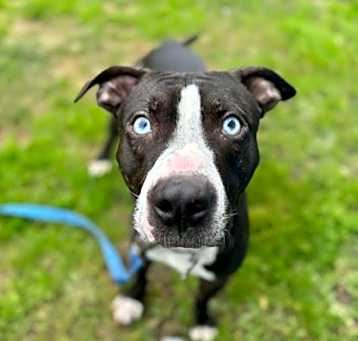 Photo of Ziggy