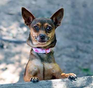 Photo of Lucille