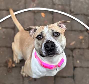 Photo of Sundae