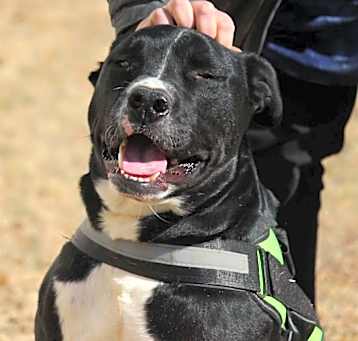 Photo of Bullet (Buckmaster)