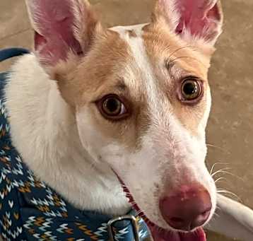Photo of RINALDO (Oman) yo