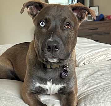 Photo of Bru