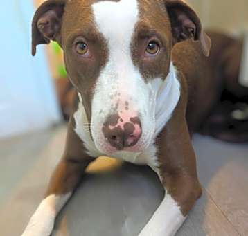 Photo of Puppy