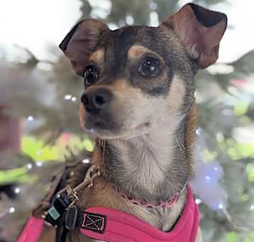 Photo of Dot